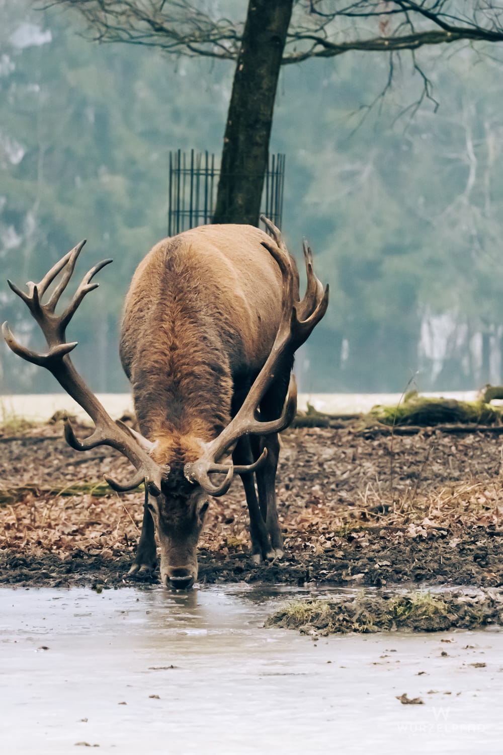 Ein stattlicher Hirsch mit großem Geweih trinkt aus einer schlammigen Pfütze. Der Waldboden ist mit Laub bedeckt, im Hintergrund verschwommene Bäume.