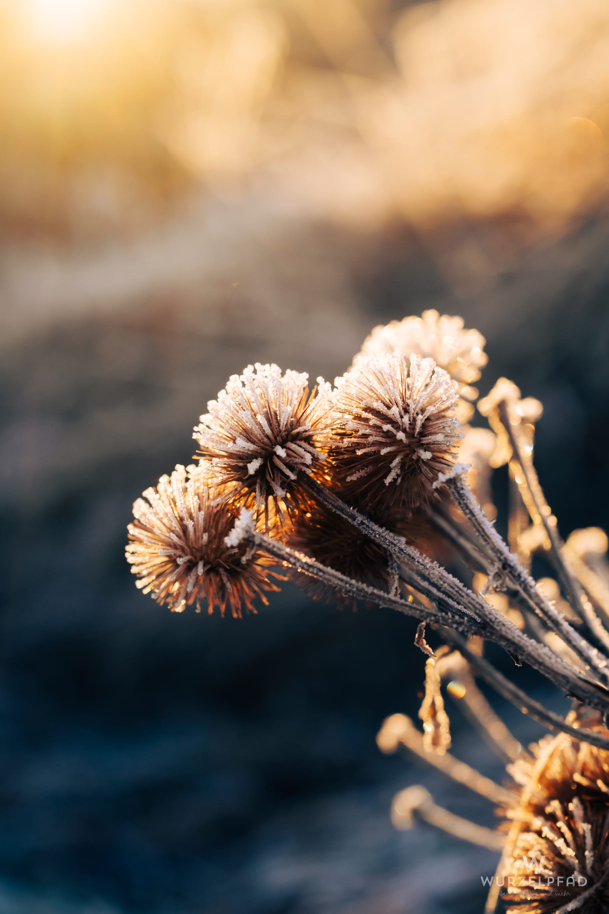 Nahaufnahme von frostbedeckten, stacheligen Samenständen, die im warmen Sonnenlicht glitzern. Der unscharfe Hintergrund ist oben golden, unten dunkelblau.