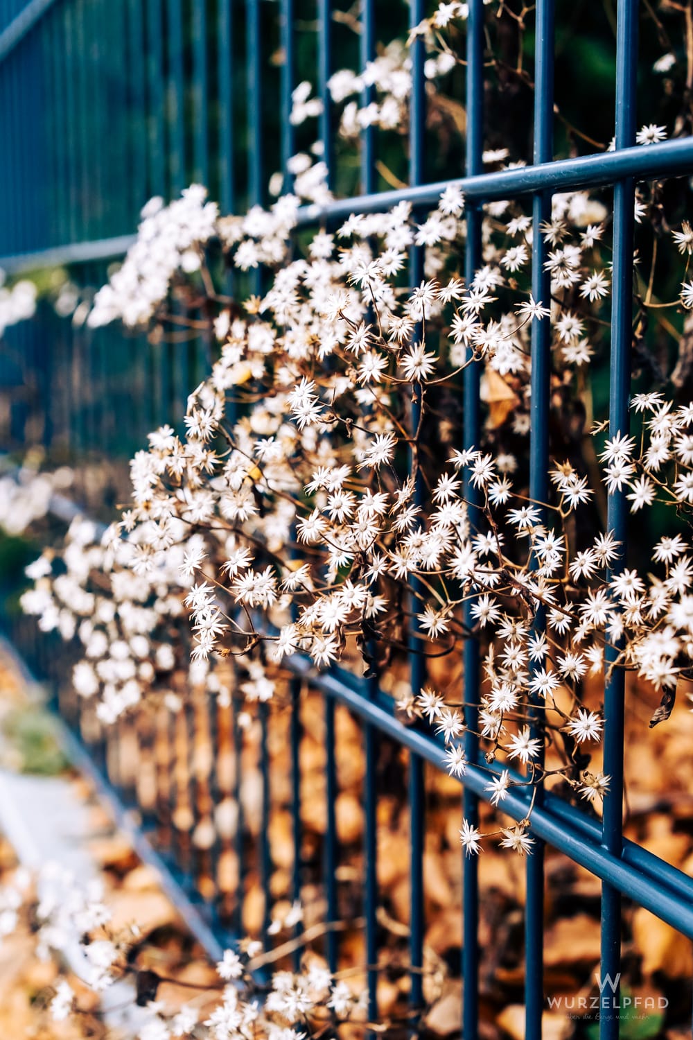 Weiße, sternförmige Winterblüten oder Samenstände ranken sich an einem dunkelblauen Metallzaun. Im Hintergrund ist unscharfes braunes Herbstlaub.