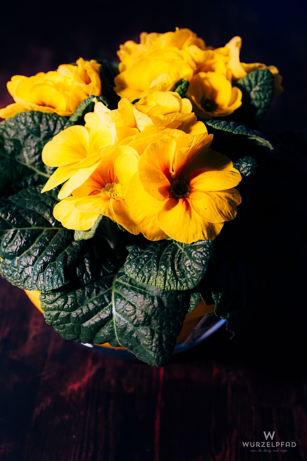 Leuchtend gelbe Primeln bringen einen Hauch von Frühling und Hoffnung, wenn die Natur noch schläft. Ihre kräftigen Blüten strahlen im Kontrast zum dunklen Hintergrund.