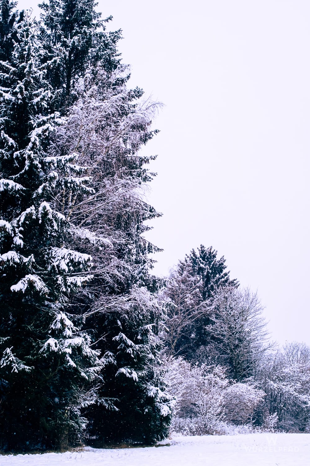 Dicht verschneite Tannen und kahle Bäume säumen eine weiße Winterlandschaft unter hellem Himmel. Leichter Schneefall ist sichtbar.