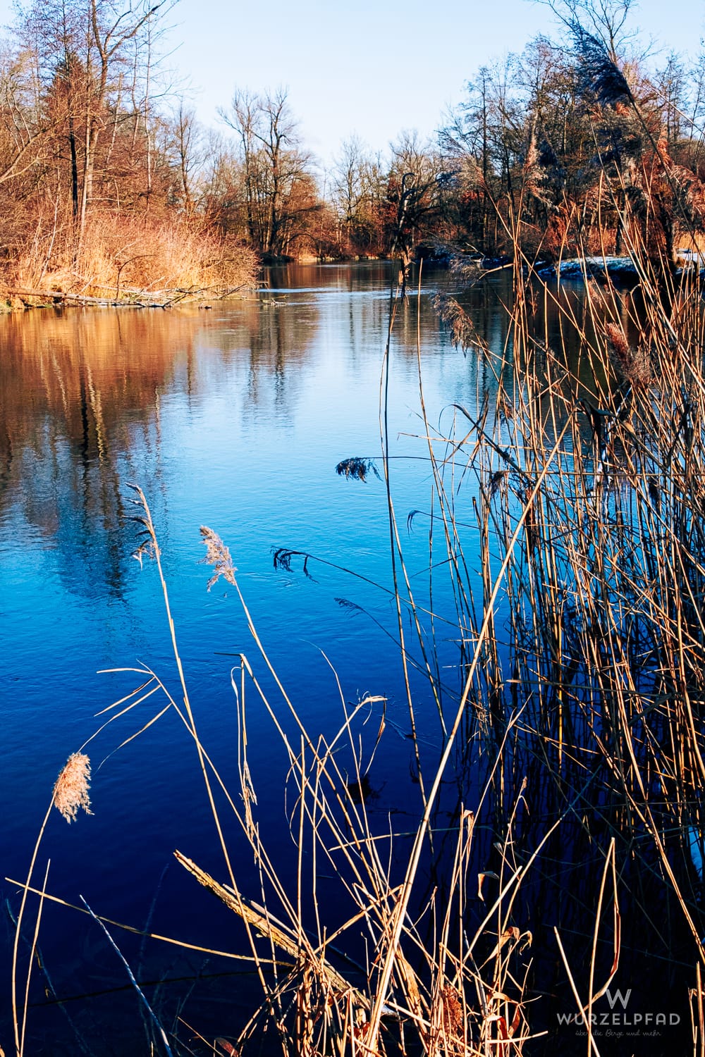 Die winterliche Amper mit tiefblauem Wasser, das kahle Bäume am Ufer widerspiegelt. Im Vordergrund ragen trockene, goldbraune Schilfhalme empor. Ein sonniger Wintertag an der Amper.