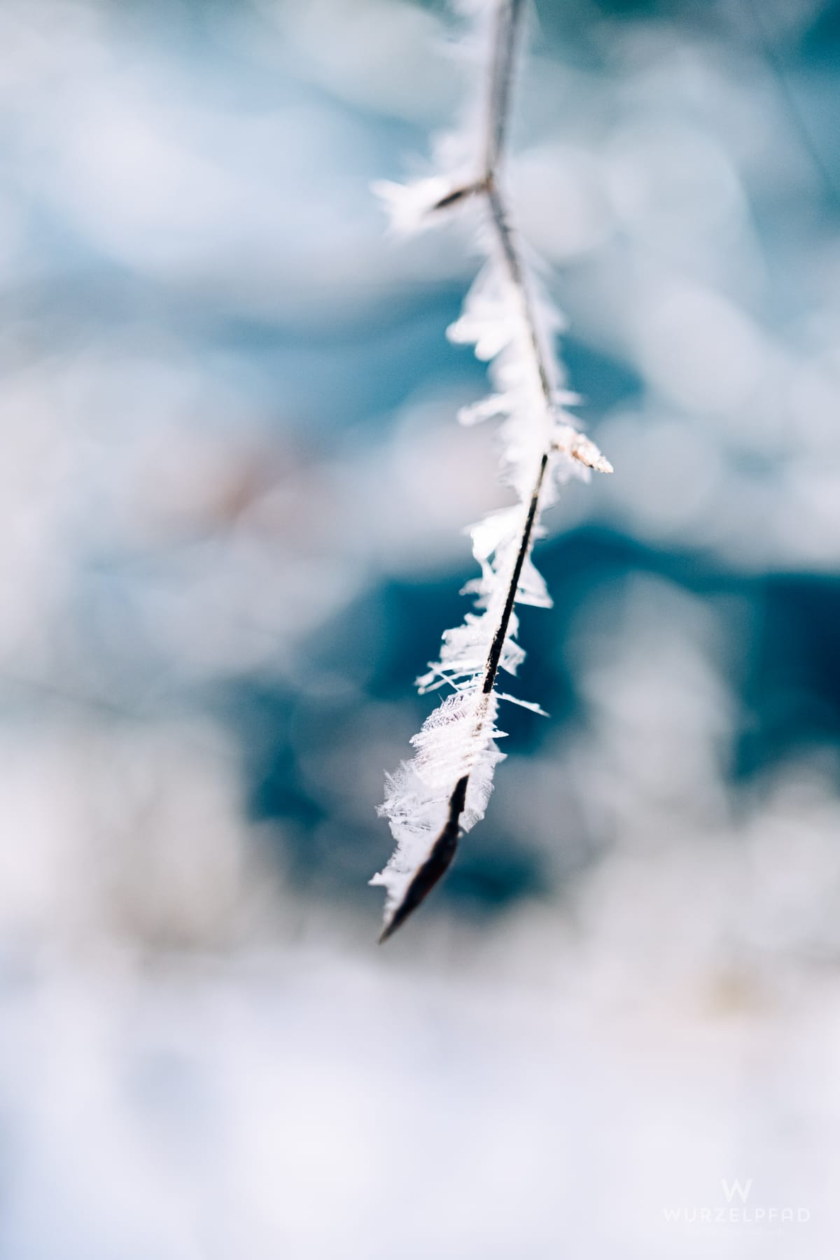 Ein dünner Zweig, dicht bedeckt mit feinen, weißen Eiskristallen, ragt vor einem unscharfen Hintergrund aus hellen Blau- und Weißtönen hervor, der die winterliche Kälte betont.
