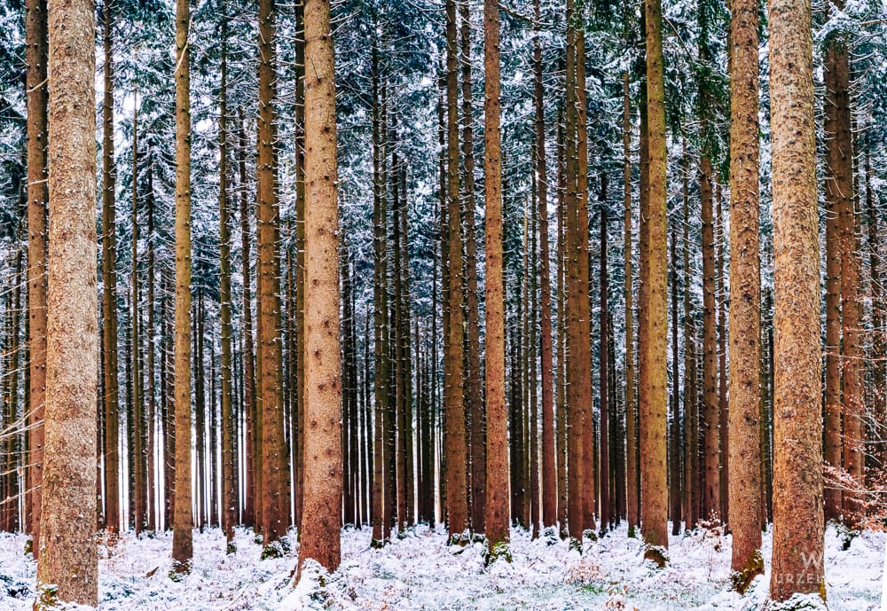 Dichter Winterwald mit hohen Nadelbäumen, deren Äste und der Waldboden leicht mit Schnee bedeckt sind.