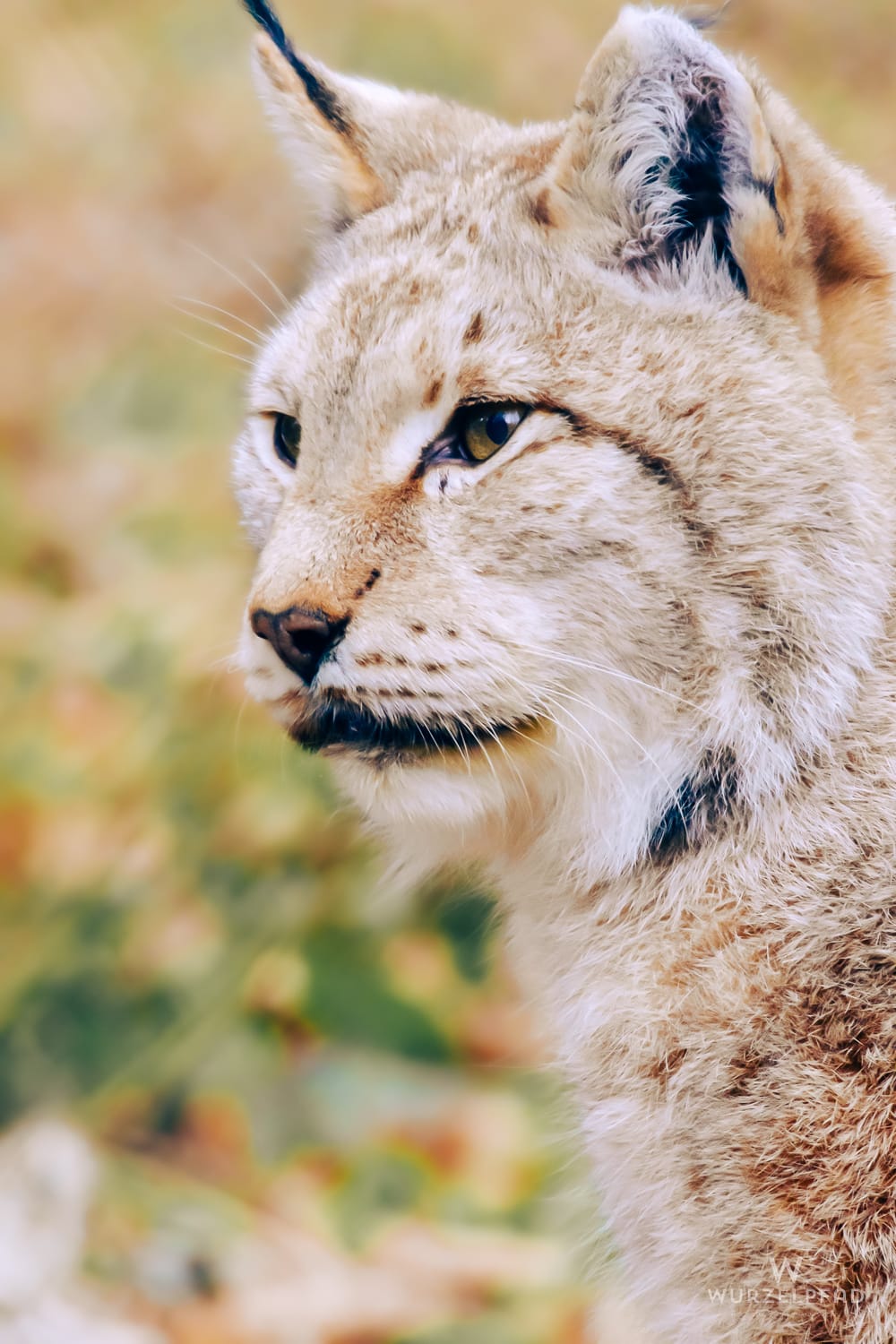 Seitenansicht eines Luchses mit hellbraunem, geflecktem Fell. Der Luchs blickt aufmerksam nach links. Unscharfer, natürlicher Hintergrund.