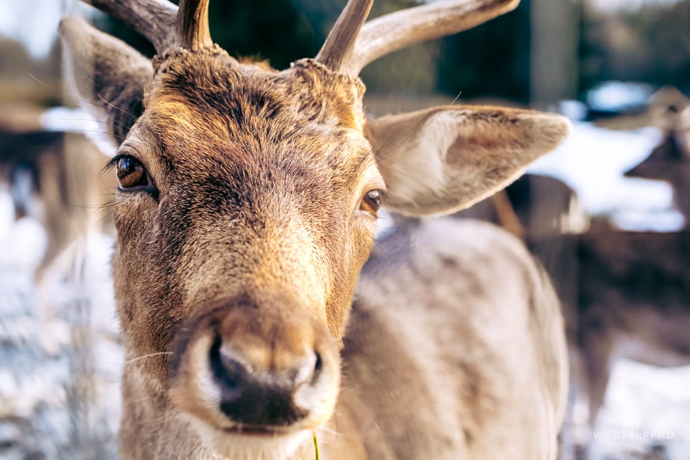Nahaufnahme eines Damwilds mit Geweih in Wörnbrunn. Das Tier blickt direkt in die Kamera, sein braunes Fell und die Augen sind scharf. Unscharfer Winterhintergrund.