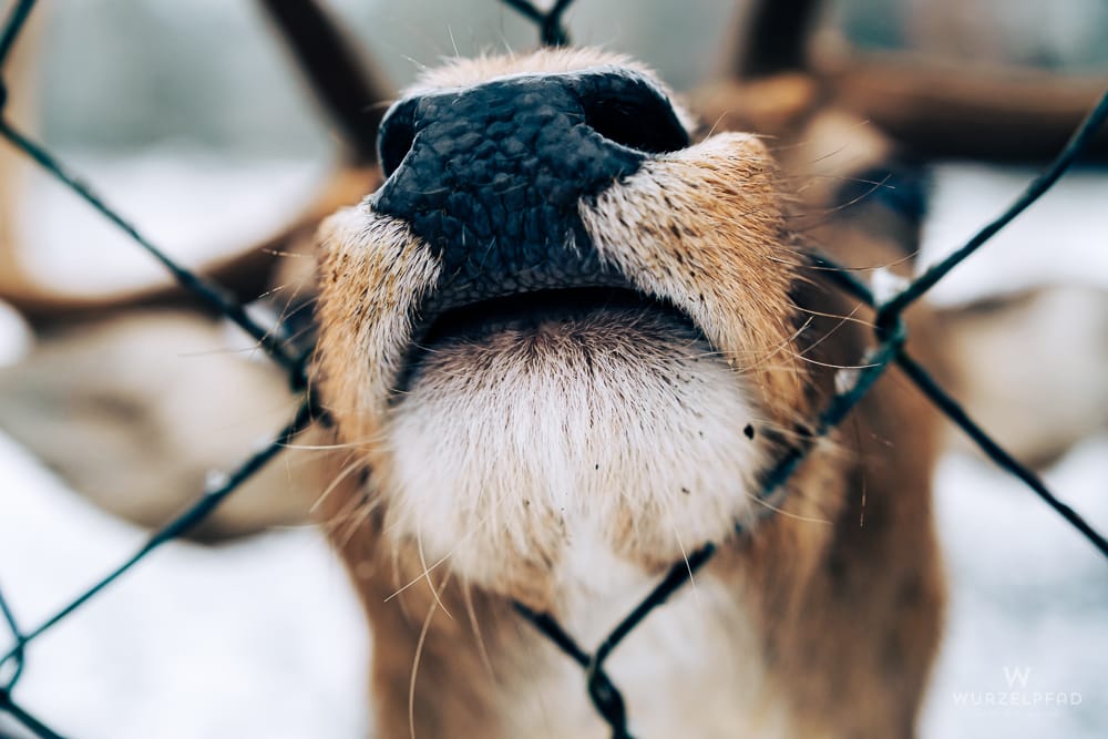 Neugierige Hirschschnauze blickt durch den Zaun im Wildgehege in Wörnbrunn. Die feuchte Nase und Tasthaare des Tieres sind in dieser winterlichen Nahaufnahme deutlich zu erkennen.