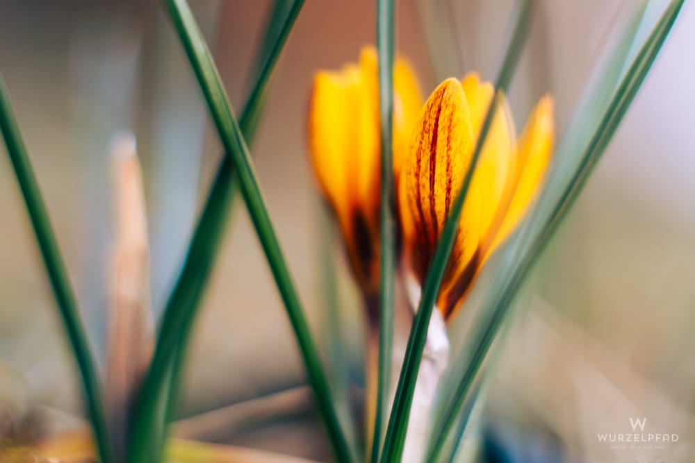 Nahaufnahme: Zwei gelbe Krokusse im Garten, umrahmt von unscharfen grünen Blättern. Ein Blütenblatt zeigt markante rotbraune Streifen.