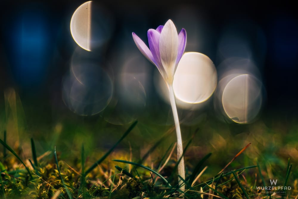 Nahaufnahme eines einzelnen lila Krokus im Gras. Der dunkle Hintergrund zeigt helle, unscharfe Lichtkreise (Bokeh).