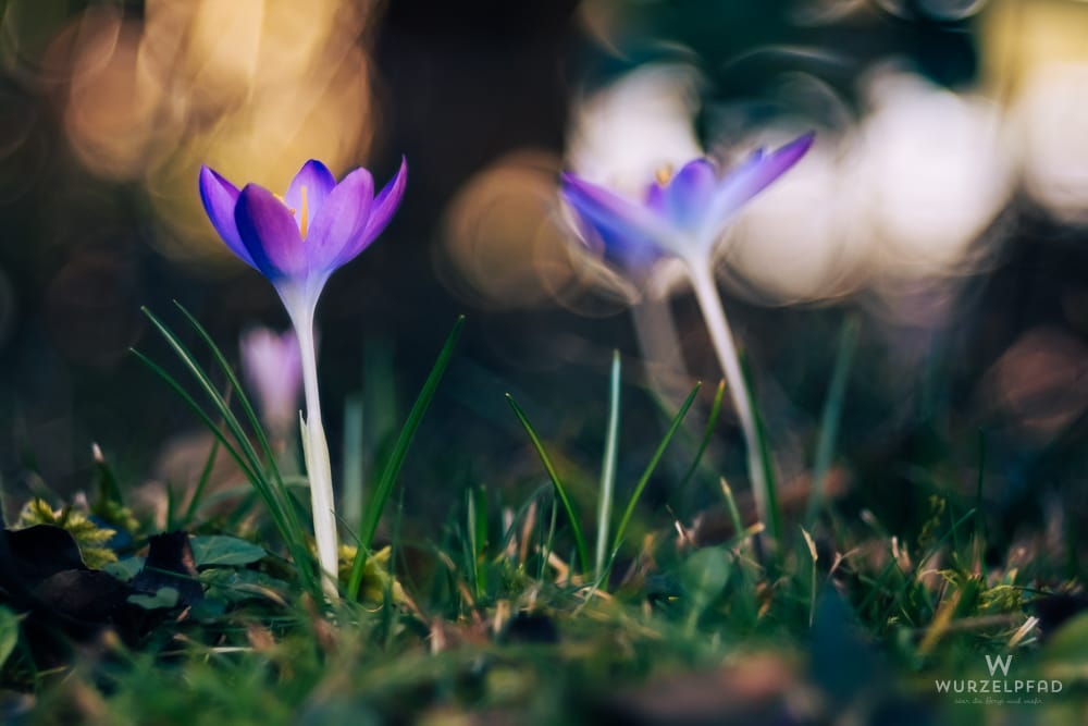 Zwei lila Krokusse blühen im Garten. Der vordere ist scharf, der hintere leicht unscharf. Goldene Bokeh-Lichter im Hintergrund.