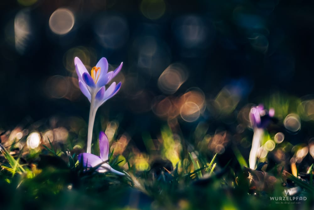 Nahaufnahme von zwei lila Krokussen im Garten, einer aufrecht mit orangefarbenem Stempel, der andere liegend, vor einem dunklen Bokeh-Hintergrund.