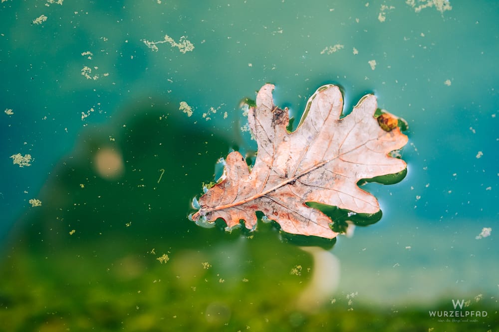 Nahaufnahme eines trockenen Eichenblatts, das auf grünlich-blauem Wasser mit kleinen Algenpartikeln im Fischteich in Wessobrunn schwimmt.
