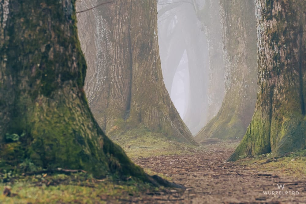 Steindlweg-Allee im Morgennebel: Ein Pfad führt durch eine Reihe alter, moosbewachsener Bäume, deren Stämme im dichten Nebel verschwinden.