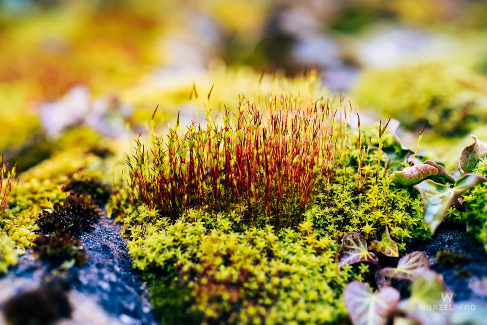 2026-03-04 Morgennebel