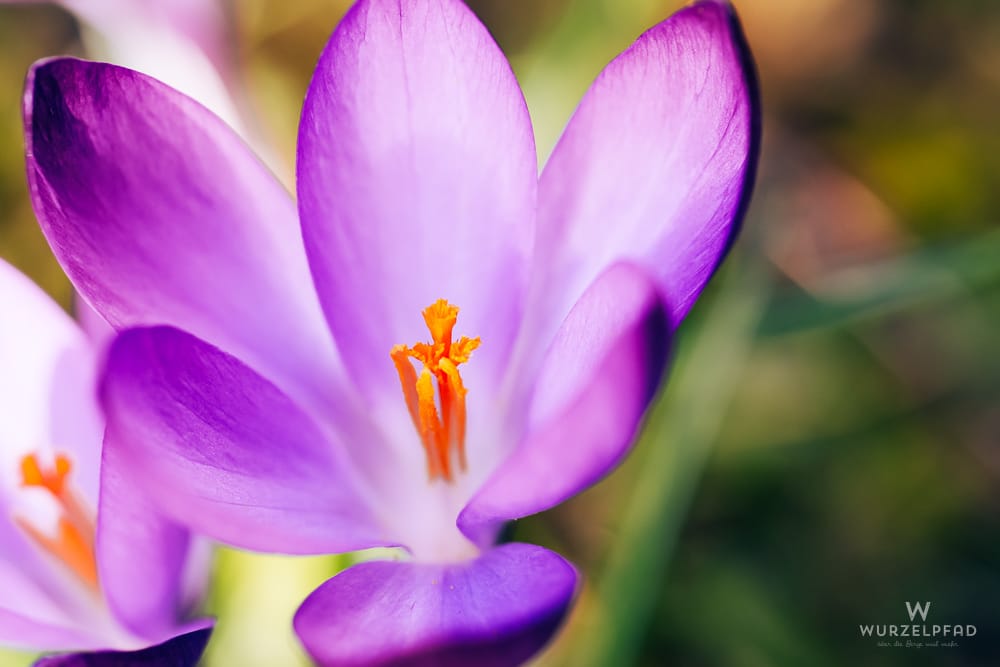 Nahaufnahme einer violetten Krokusblüte mit leuchtend orangefarbenem Stempel und Staubgefäßen, unscharfer grüner Hintergrund.