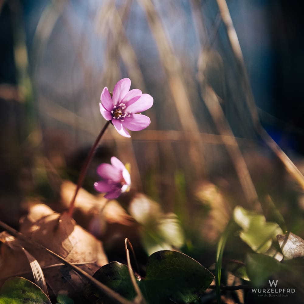 Zwei zarte rosa Leberblümchen blühen im Sonnenlicht auf einem Waldboden mit braunen Blättern und grünem Laub.