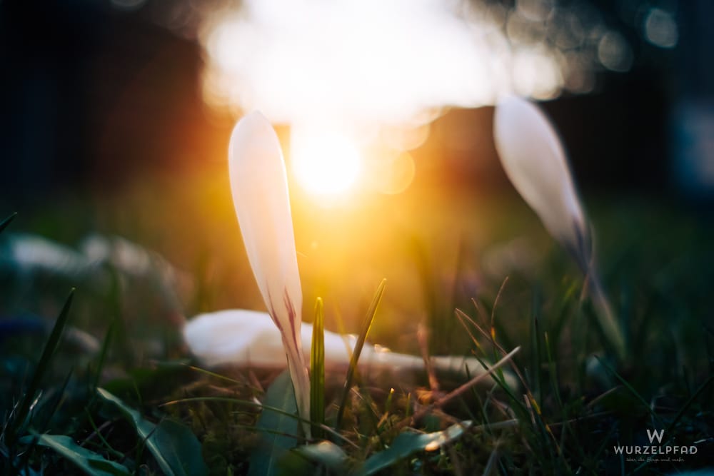 Drei weiße Krokusse im Gegenlicht der Abendsonne, umgeben von grünem Gras.