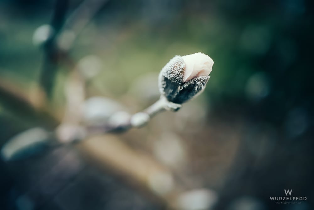 2026-03-18 Frühjahrsfrost