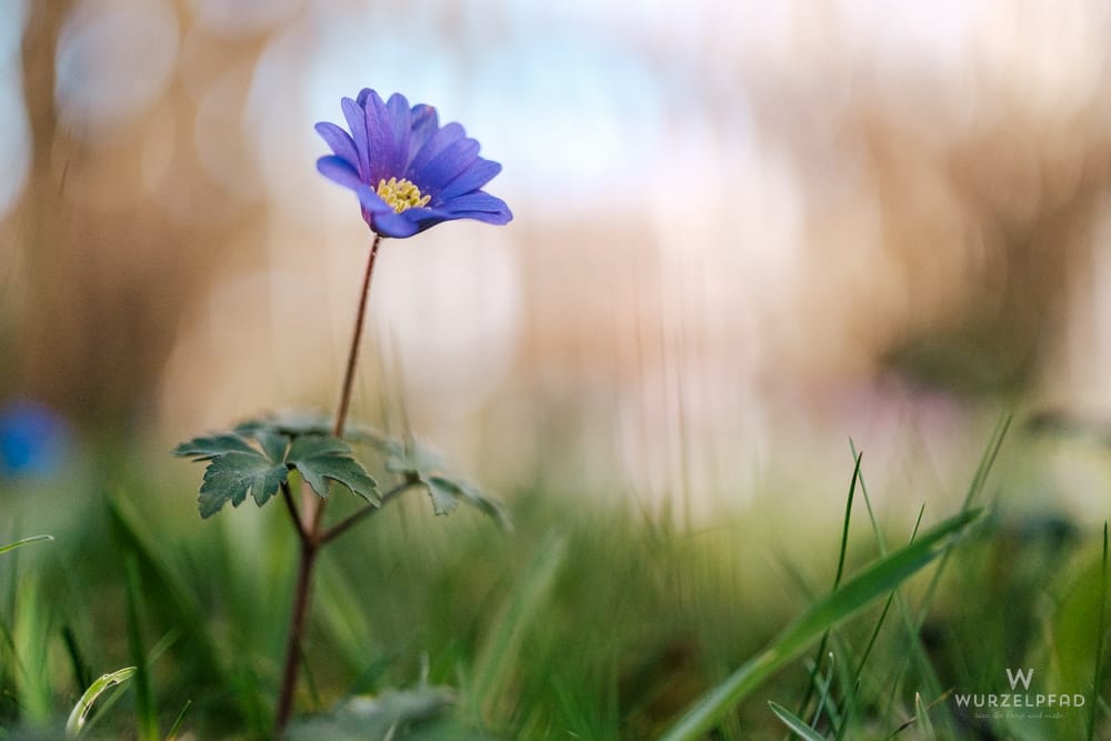 2026-03-19 Wächsteinfachso