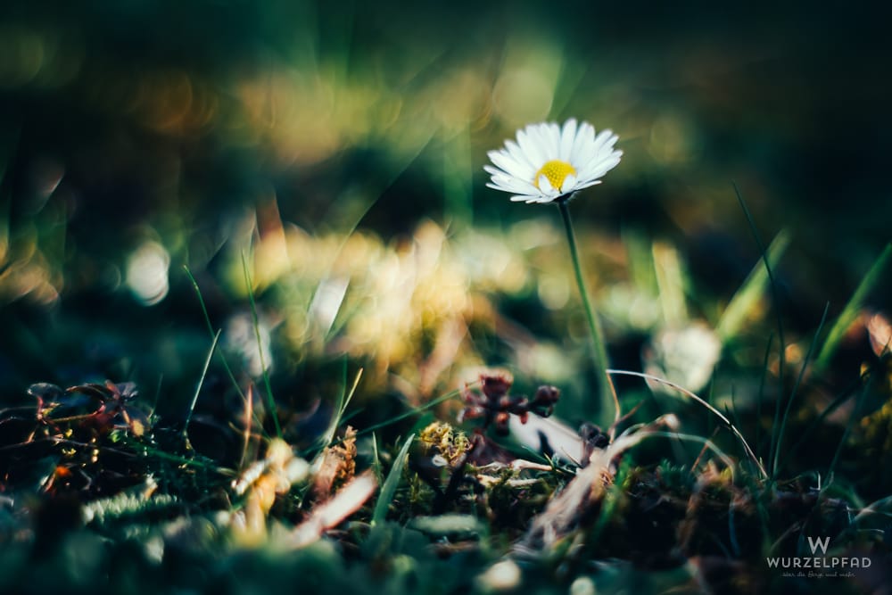2026-03-20 Königin der Profanblumen