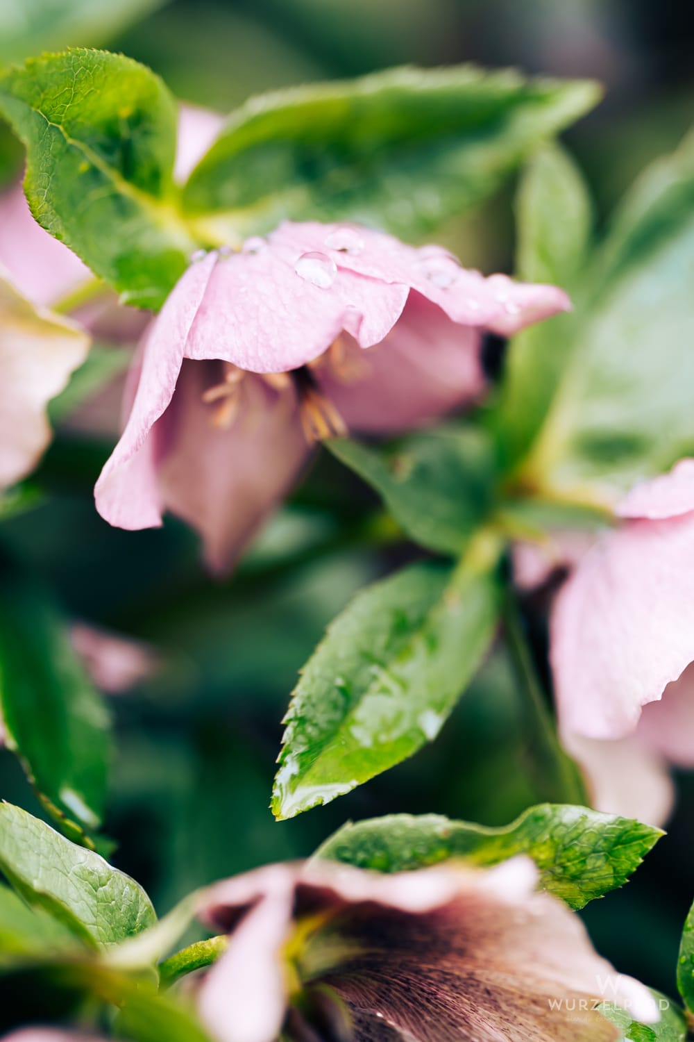 Eine zarte rosa Christrose mit Regentropfen auf den Blütenblättern und grünen Blättern im Hintergrund.