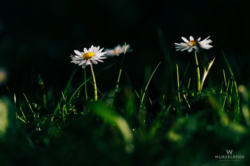 Drei Gänseblümchen mit weißen Blütenblättern und gelben Zentren stehen im Gras, im Hintergrund dunkel.
