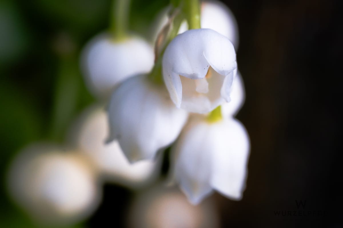 Makroaufnahme der Blüten eines Maiglöckchens