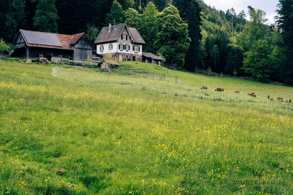 Blick über eine grüne, blumendurchsetzte Wiese auf einen alten Bauernhof im Rollwassertal bei Bad Wildbad im Schwarzwald
