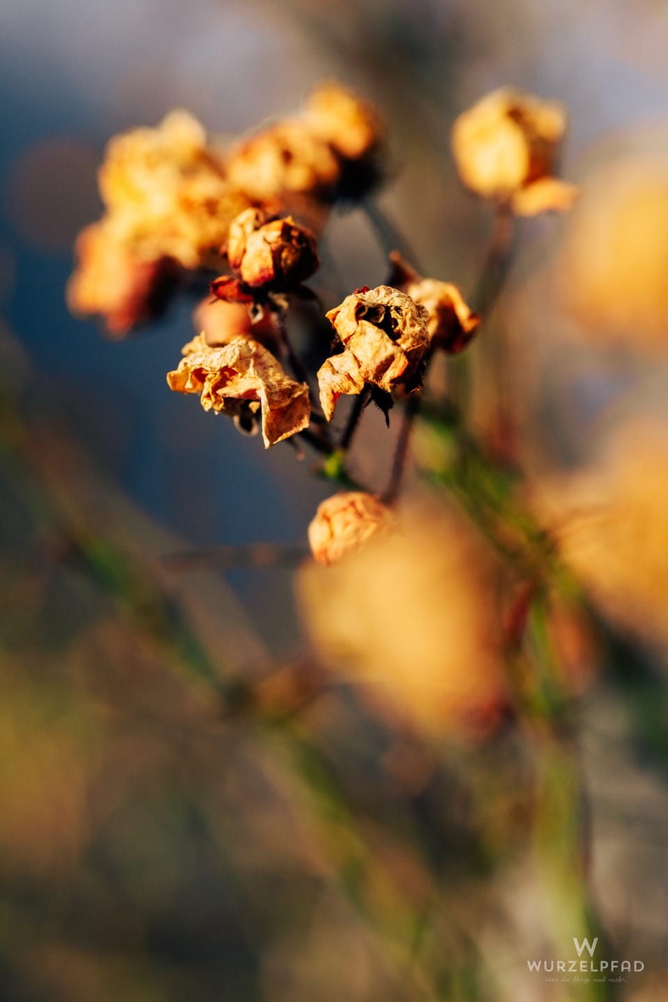2026-01-01 - Gartenrosen