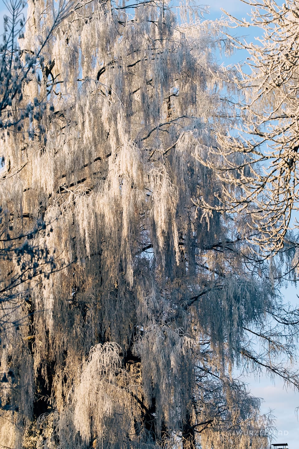 2026-01-19 - Rauhreifweide