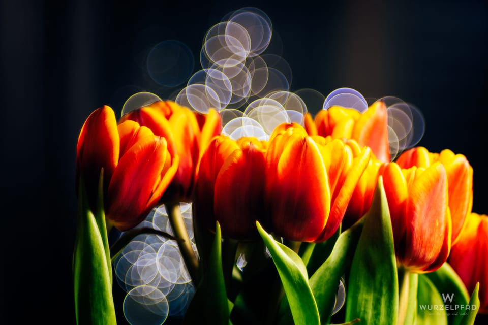 2026-02-09 Tulpengeschenk