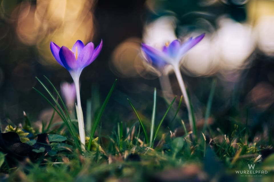 2026-02-26 Krokusbokeh