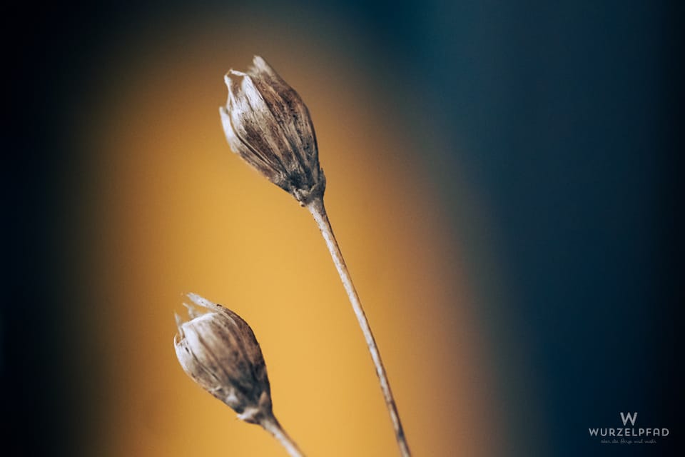 2026-03-03 - Blumenmakros