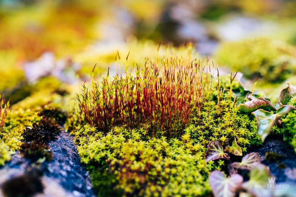 2026-03-04 Morgennebel