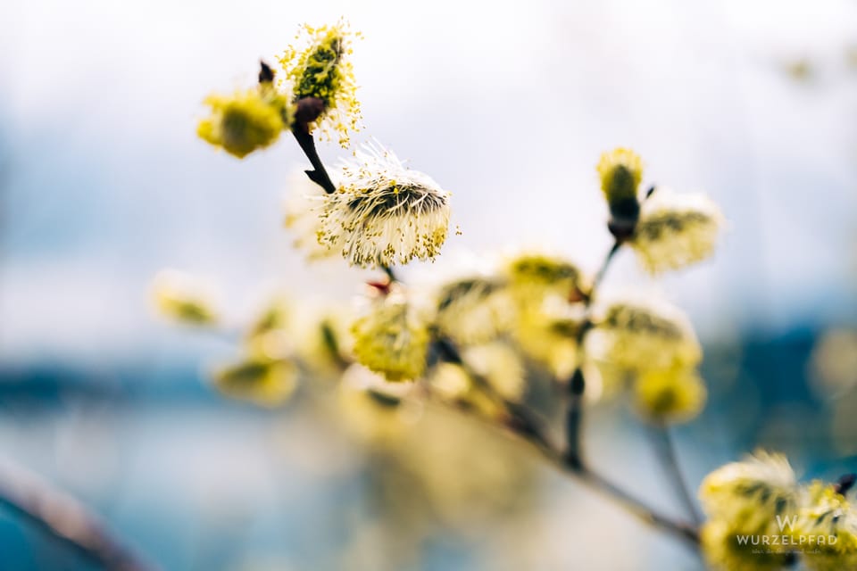 2026-03-15 Seehamer See