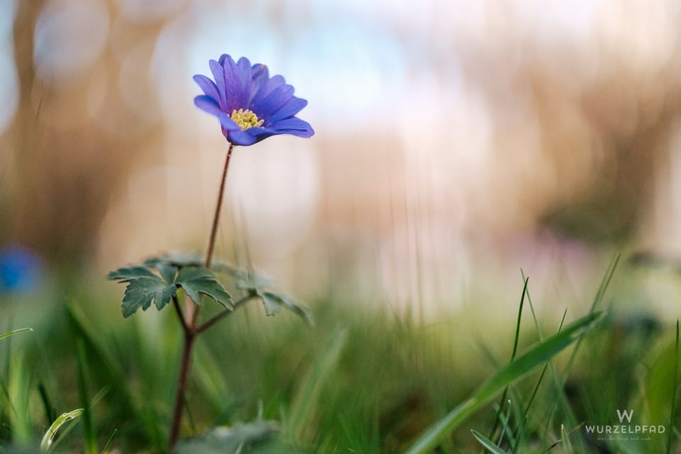 2026-03-19 Wächsteinfachso