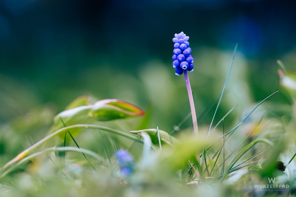 2026-03-31 Gartenfreude