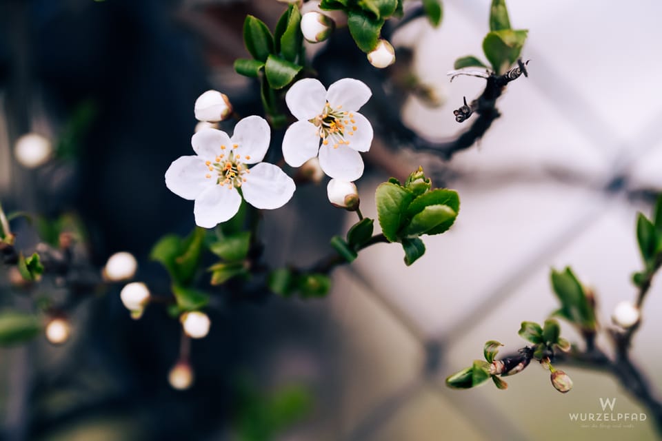 2026-04-01 Aprilblüten