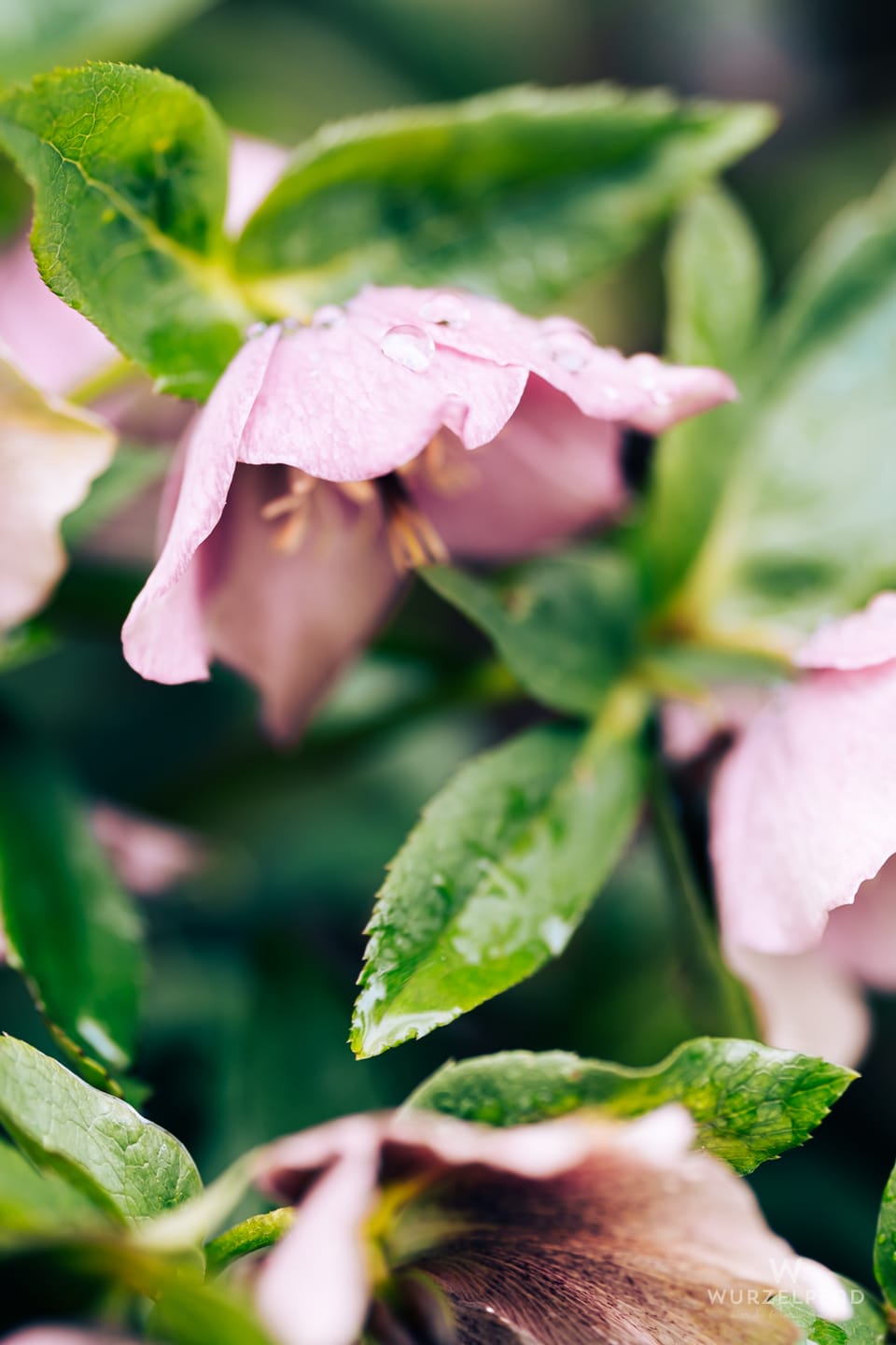 2026-04-04 Regenrose