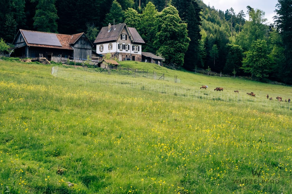2026-05-17 Grünhütte